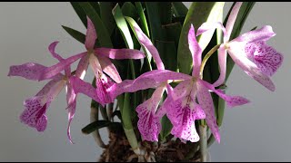 Brassocattleya or Brassanthe Maikai Brassavola nodosa x Cattleya bowringiana [upl. by Drucie]