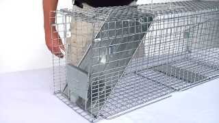 How to Set Havahart® Feral Cat Trap Model 1099 [upl. by Chiquita]