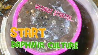 How to culture daphnia moina the easy way 1  Starting the Daphnia culture [upl. by Sheley958]