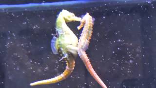 Seahorses Mating Transferring Eggs [upl. by Yank]