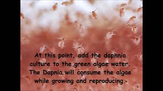 Daphnia  How to grow daphnia in your home [upl. by Haugen]