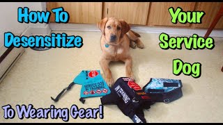 How To Vest Train A Service Dog In Training [upl. by Anelrats413]