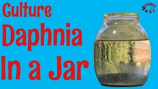 How to Culture Daphnia in a Jar [upl. by Tuchman]