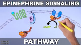 Epinephrine Signaling Pathway [upl. by Sillert]