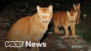 Hawaiis Feral Cat War [upl. by Harday]