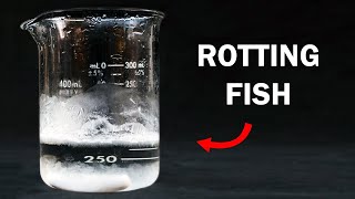 Making Trimethylamine  The Stench of Rotting Fish [upl. by Adaner503]