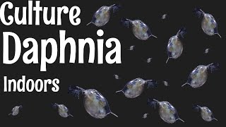 How to Culture Daphnia [upl. by Amlas]