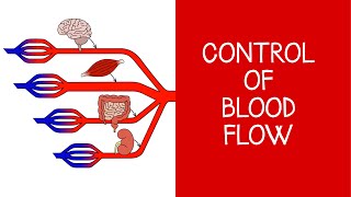 45 Cardiovascular Physiology Control of blood flow [upl. by Enitsirhk]