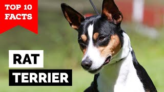 Rat Terrier  Top 10 Facts [upl. by Hareenum]