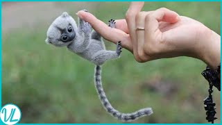 Finger Monkey Most Adorable Animal In The World [upl. by Canter848]