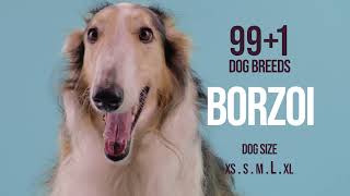 Borzoi  991 Dog Breeds [upl. by Eilsek157]