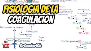 Hemostasia fisiologia de la coagulacion plaquetas [upl. by Hymen]