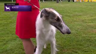 Borzoi  Breed Judging 2021 [upl. by Yelich]