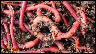 Organic Red Soakaway Worms For Blocked Soakaways [upl. by Nadia]