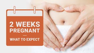 2 Weeks Pregnant  What to Expect  Pregnancy Week by Week [upl. by Ihtak]