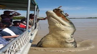 Top 5 Worlds Biggest Crocodiles in the World [upl. by Fidelia644]