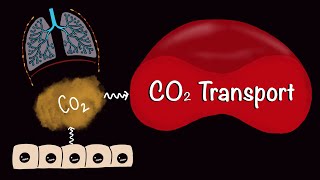 CO2 Transport  Carbondioxide Transport  Respiratory Gas Exchange  Respiratory Physiology [upl. by Rovert]