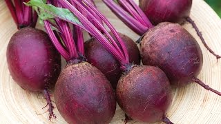 Growing Beets in a Container [upl. by Paterson]