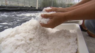 How Salt is Made  Localish [upl. by Almeta]