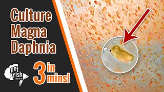 How to culture DAPHNIA MAGNA  The easy way [upl. by Ondine]