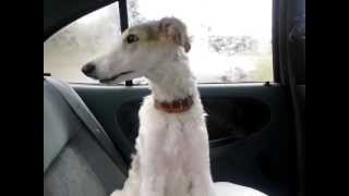 Borzoi puppy talking a lot about how cute he is [upl. by Dot]