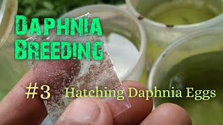 Daphnia Culture made simple and easy 3  Hatching Daphnia eggs [upl. by Drape]