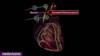 Baroreceptor amp Chemoreceptor reflex Regulation of Blood Pressure [upl. by Sukramed]