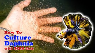 How to Culture Daphnia with ZERO Cost  Unlimited Live Food For Our Fish [upl. by Oilejor]