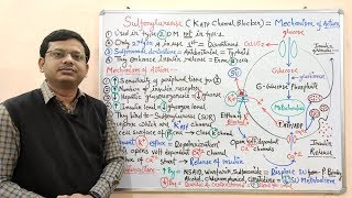 Diabetes Mellitus Part10 Mechanism of Action of Sulfonylurease  Antidiabetic Drugs  Diabetes [upl. by Mikiso]