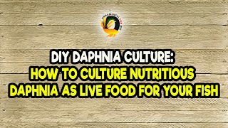 DIY Daphnia Culture How to Culture Nutritious Daphnia as Live Food for Your Fish [upl. by Cynthla842]