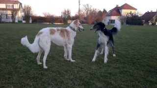 Borzois AerampToy  dancing and playing with great danes [upl. by Nerehs]