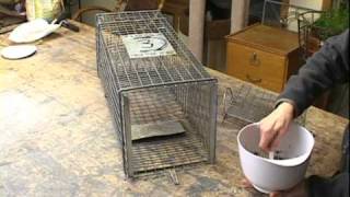 How to set a Feral Cat Trap [upl. by Novaat]