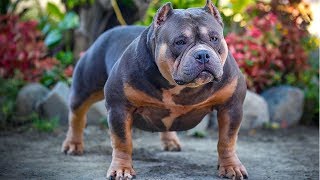 Extreme Pocket American Bully  Living in the Philippines [upl. by Valdemar]