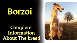 Borzoi Pros and Cons Price How to choose Facts Care History [upl. by Asilet]