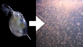 How I Culture Daphnia [upl. by Ellenyl]