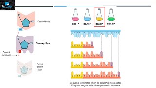 DNA Sequencing By Sanger Method [upl. by Sauder]