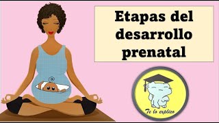 FASES DEL DESARROLLO PRE NATAL [upl. by Niotna649]