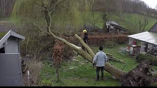 Démontage d’un arbre déraciné par la tempête [upl. by Bajaj]