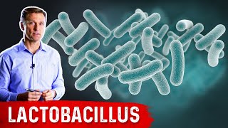 The Benefits of Lactobacillus a Friendly Microbe [upl. by Nilad]