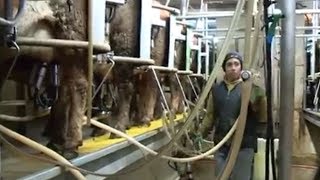 A Day Dairy Farming in Wisconsin [upl. by Elvina]