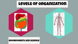 Levels of Organization in Biology [upl. by Erbua]