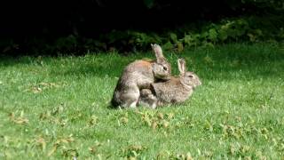 MATING RABBITS [upl. by Jaime]