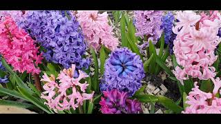 Hyacinth flower in my garden [upl. by Allenod]