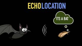 Echolocation amp SONAR [upl. by Nedi]