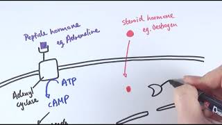 A2 Biology  Endocrine system and hormone types OCR A Chapter 141 [upl. by Lleinad403]