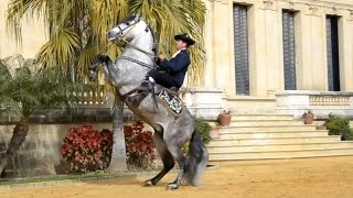 The Andalusian Horse [upl. by Croteau]