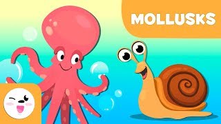 Mollusks for kids  Invertebrate animals  Science for kids [upl. by Pierrette571]