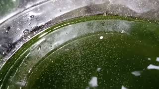 DAPHNIA MOINA CULTURE IN A SMALL BUCKET [upl. by Krystyna]