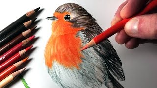 How to Draw a Robin [upl. by Michelle391]