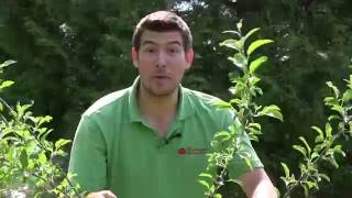 How to prune for beginners  Grow at Home  Royal Horticultural Society [upl. by Asare514]